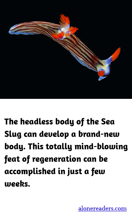 General Knowledge Learning Cards