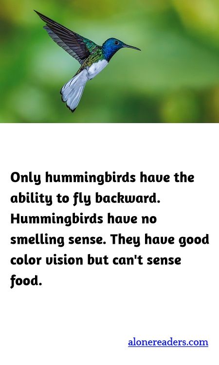 General Knowledge Learning Cards