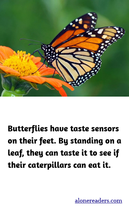 General Knowledge Learning Cards