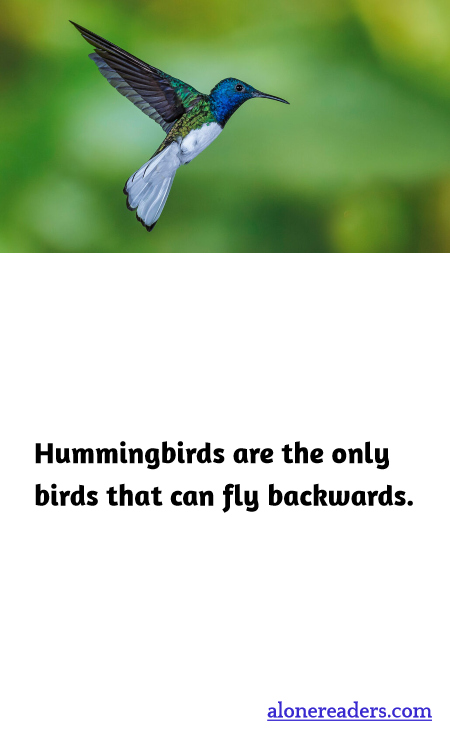 General Knowledge Learning Cards