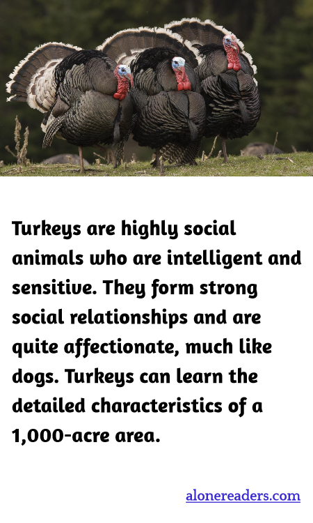 General Knowledge Learning Cards