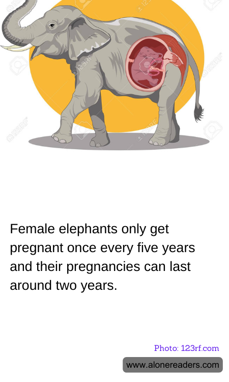 General Knowledge Learning Cards