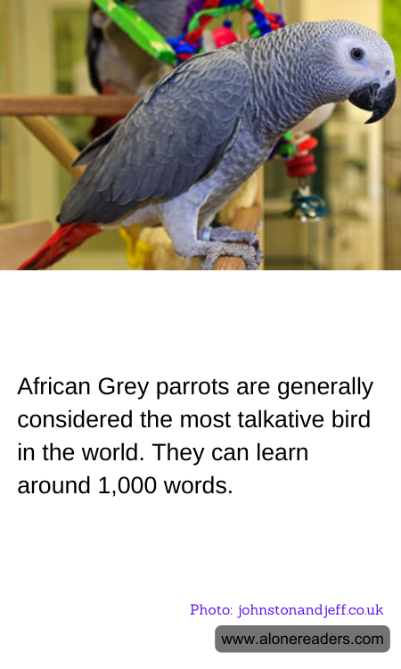 General Knowledge Learning Cards