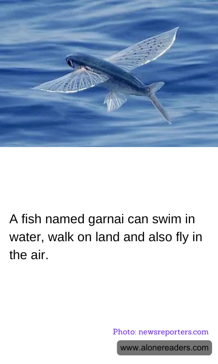 General Knowledge Learning Cards
