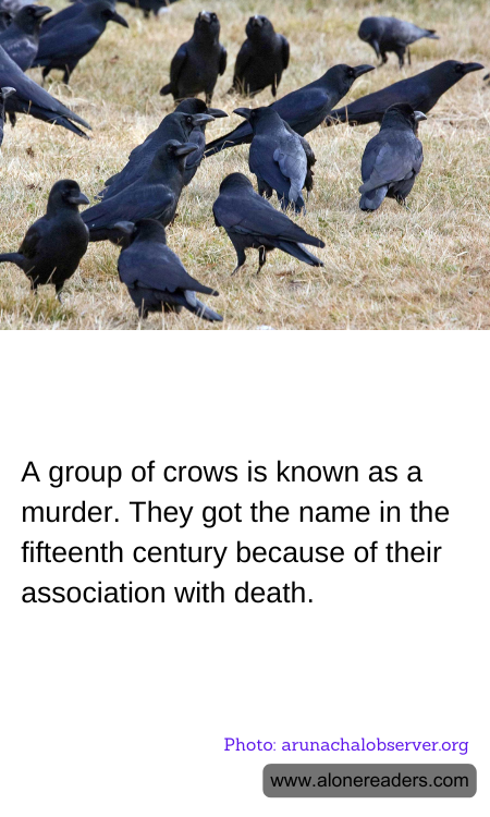 General Knowledge Learning Cards