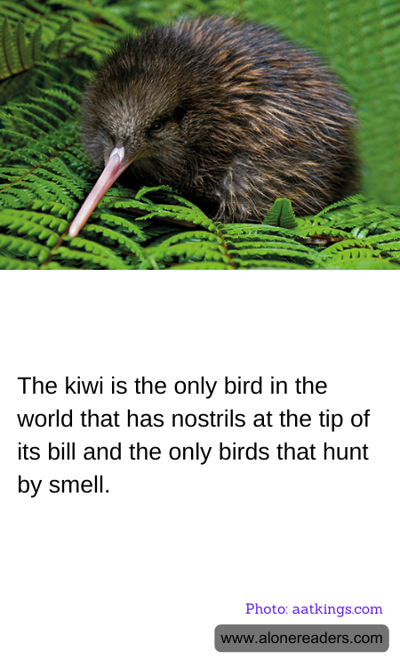 General Knowledge Learning Cards
