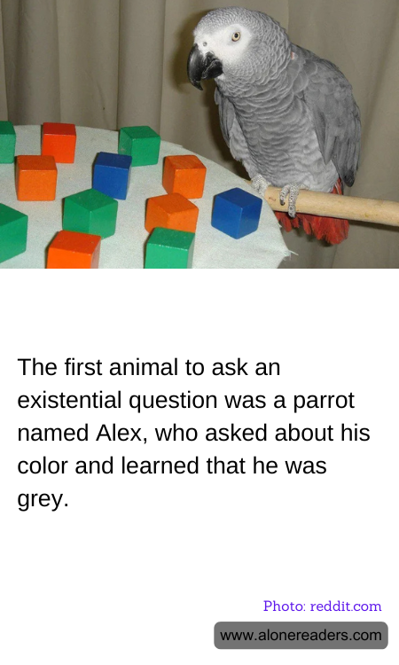 General Knowledge Learning Cards