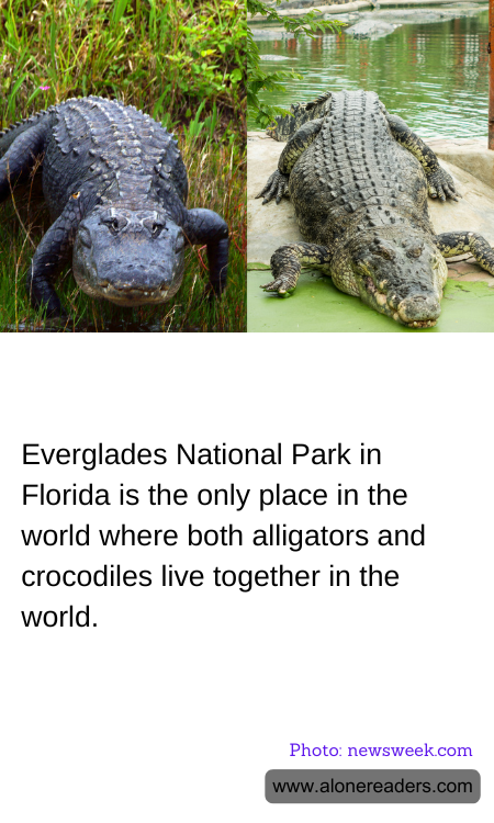 Everglades National Park in Florida is the only place in the world where both alligators and crocodiles live together in the world.
