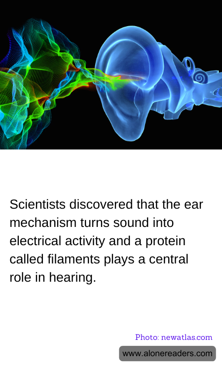 Scientists discovered that the ear mechanism turns sound into electrical activity and a protein called filaments plays a central role in hearing.