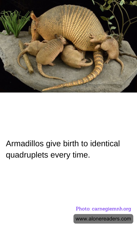 Armadillos give birth to identical quadruplets every time.