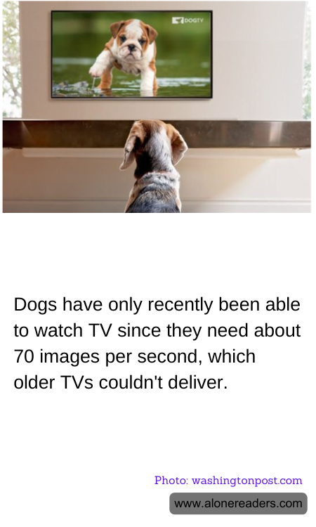 Dogs have only recently been able to watch TV since they need about 70 images per second, which older TVs couldn't deliver.