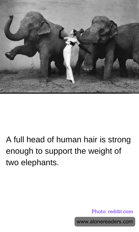 A full head of human hair is strong enough to support the weight of two elephants.