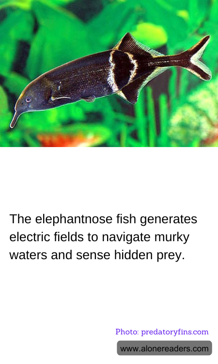 General Knowledge Learning Cards