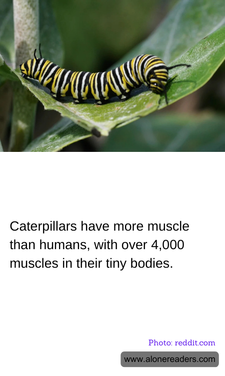 Caterpillars have more muscle than humans, with over 4,000 muscles in their tiny bodies.