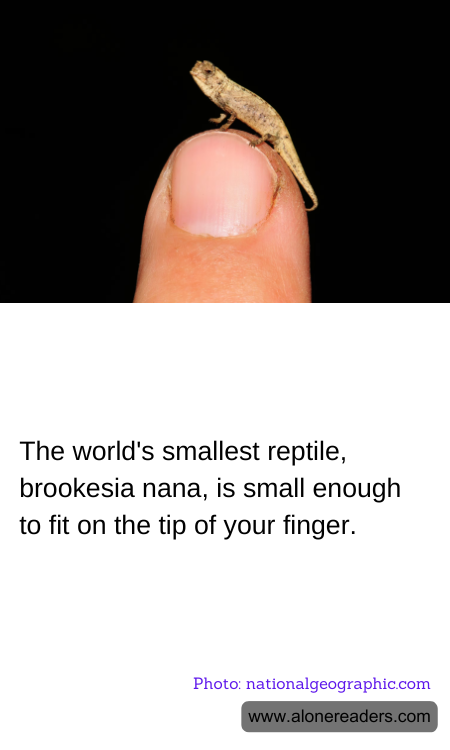 The world's smallest reptile, brookesia nana, is small enough to fit on the tip of your finger.