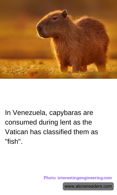 In Venezuela, capybaras are consumed during lent as the Vatican has classified them as "fish".